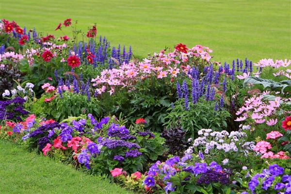 Які квіти можна сіяти в квітні, щоб вони цвіли до осені – поради садівникам
