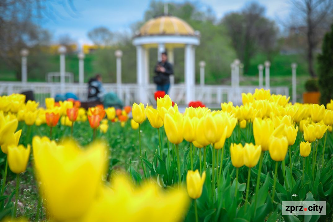 В одному з найкрасивіших парків Запоріжжя розпочався сезон тюльпанів - фото