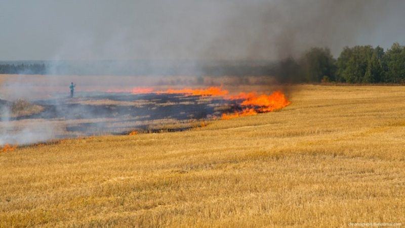 Знищують врожай - у Запорізькій області через обстріл росіян спалахнула пожежа на пшеничному полі (фото)