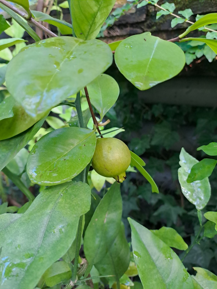 Мандарини, лимони та гранати: у запорізькому ботсаду дозрівають екзотичні фрукти - фото