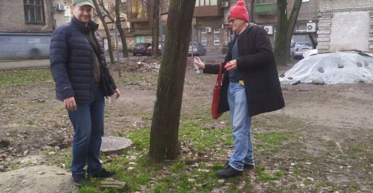 У запорізьких дворах обстежують дерева - фото