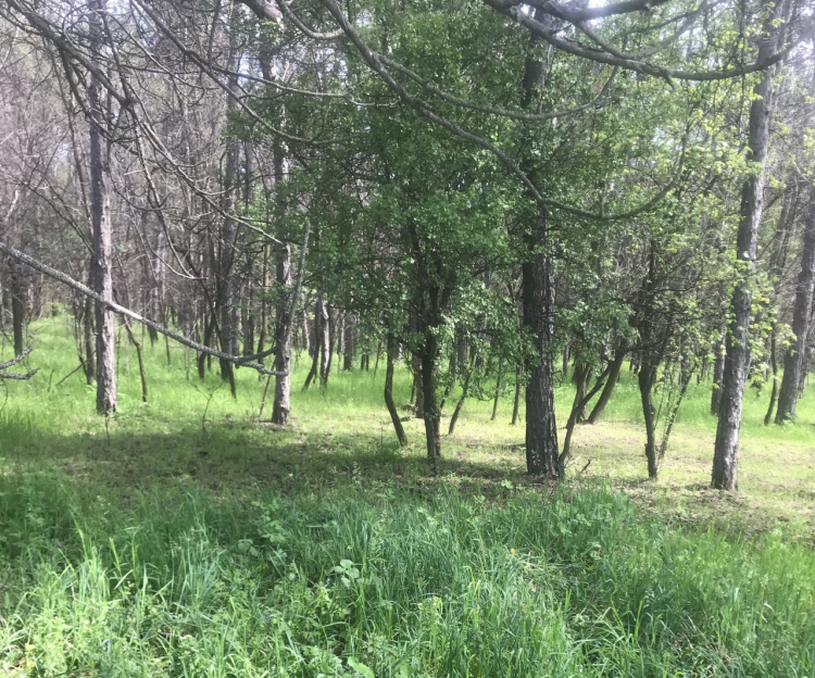 У запорізьких лісах заборонено висаджувати чужорідні види дерев ...