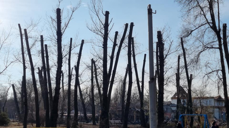 Запоріжці занепокоєні дивною обрізкою дерев у центральному парку - фото