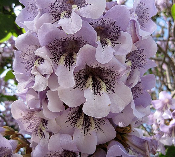 Надзвичайне дерево з цікавою історією розпустило квітки у Запоріжжі