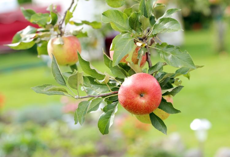 Від хвороб і шкідників: чим обробляти яблуні восени